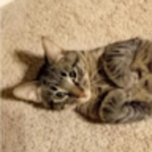 Meet your Posher, Jessie